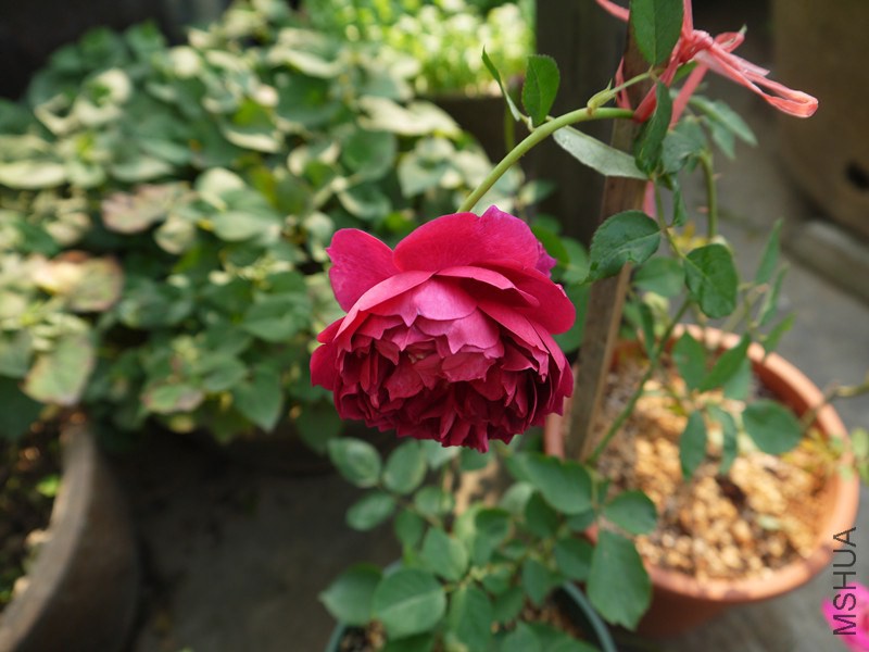 P1020104_����.jpg