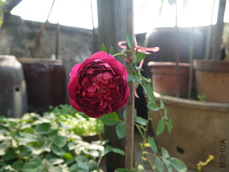 P1020117_����.jpg