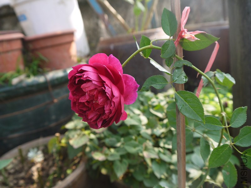 P1020119_����.jpg