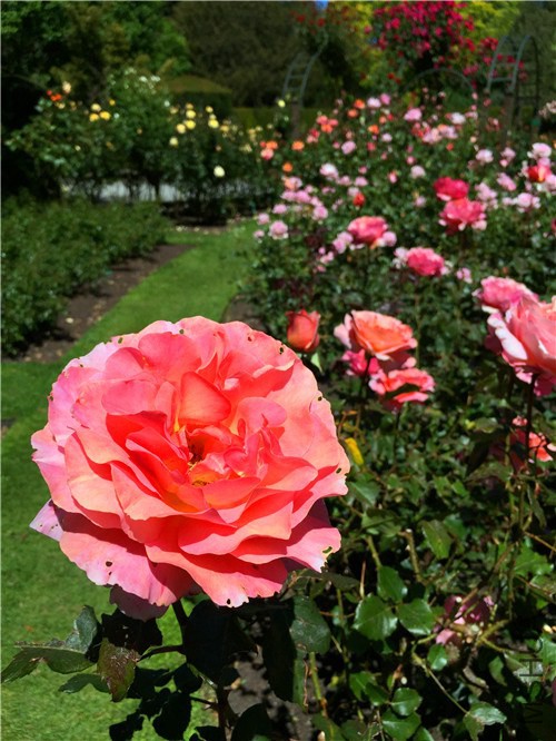 rosegarden17.jpg