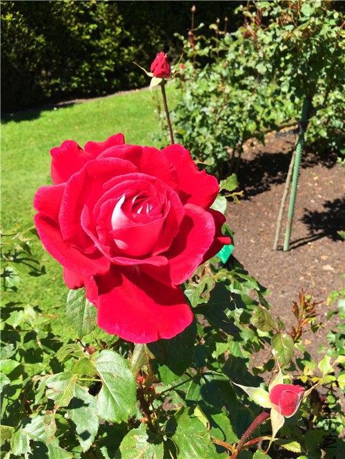 rosegarden18.jpg