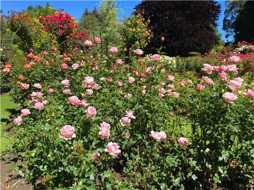 rosegarden19.jpg
