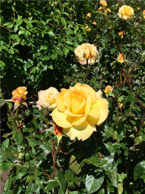 rosegarden21.jpg