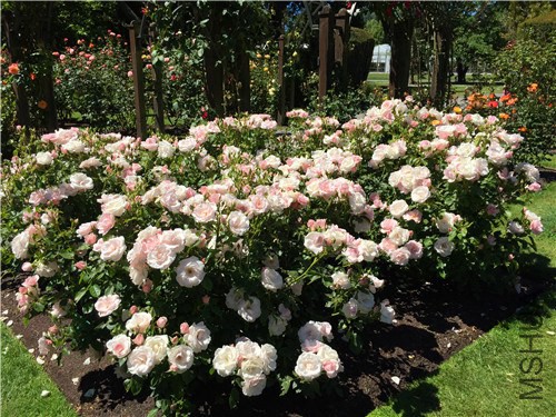 rosegarden24.jpg
