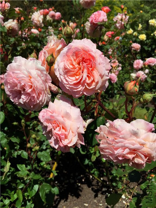 rosegarden29.jpg