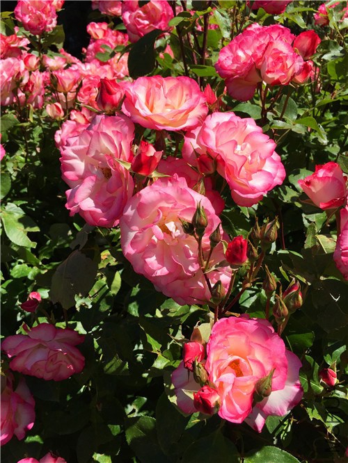 rosegarden42.jpg