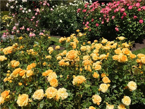 rosegarden48.jpg
