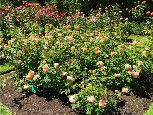 rosegarden83.jpg