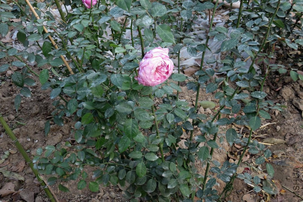 IMG_8404.JPG