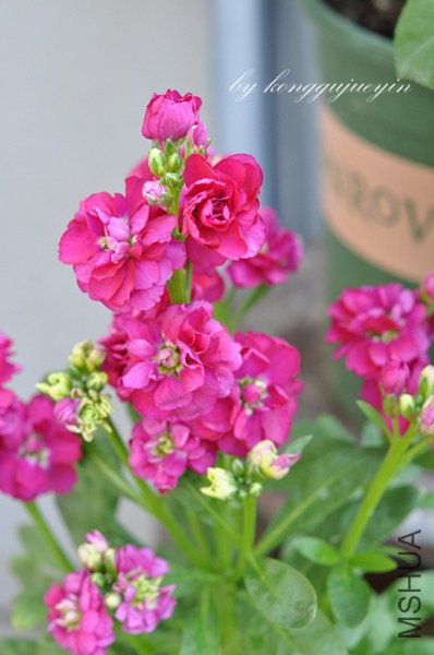 DSC_3076_����.jpg