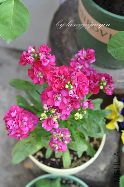 DSC_3113_����.jpg