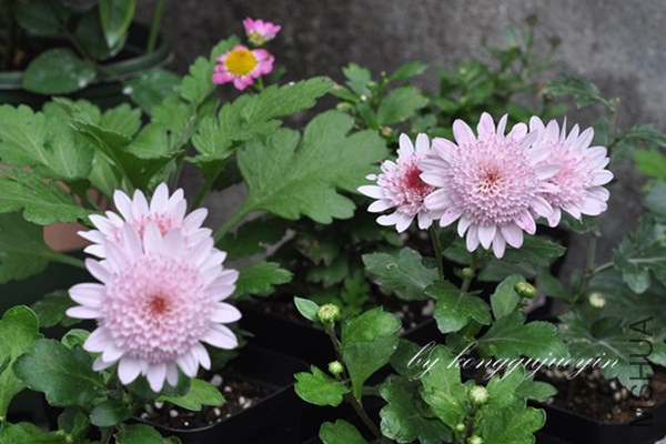DSC_3119_����.jpg
