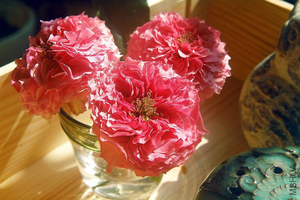 DSCF0712.jpg