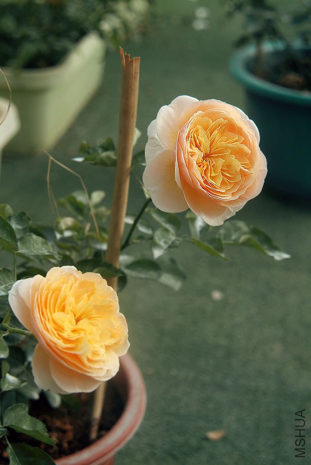 DSCF0727.jpg