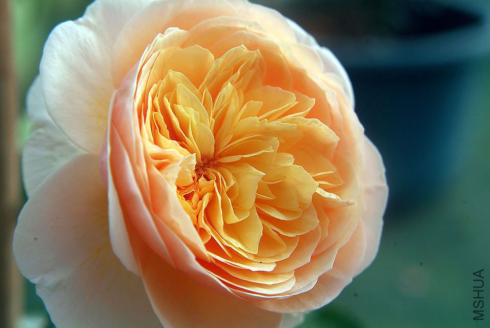DSCF0730.jpg