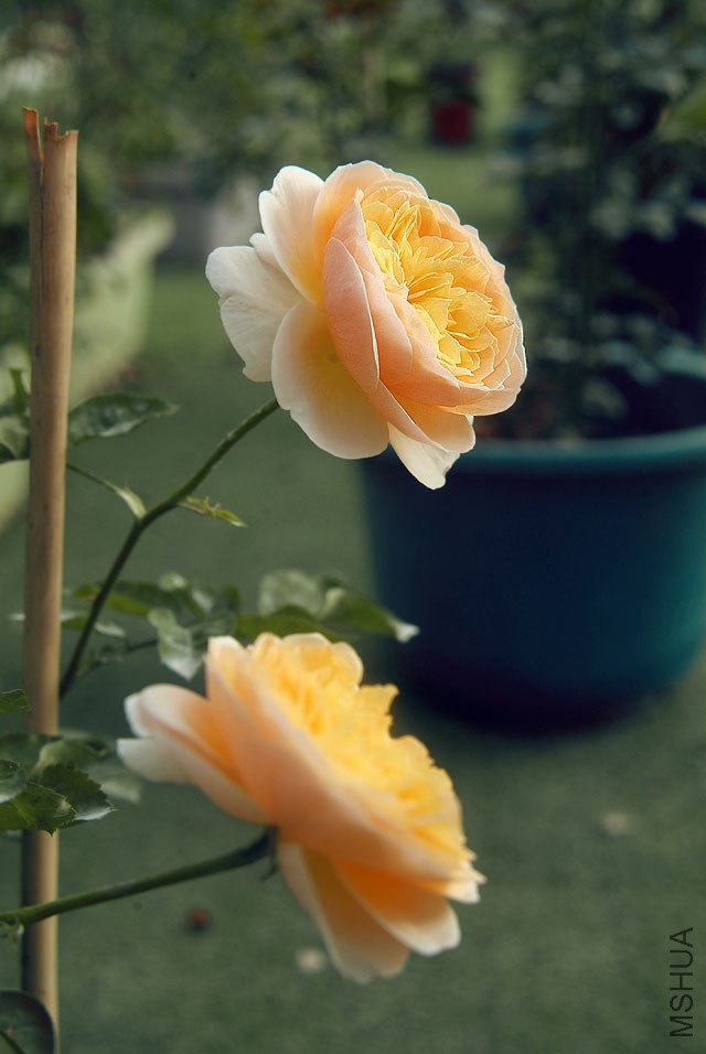 DSCF0726.jpg