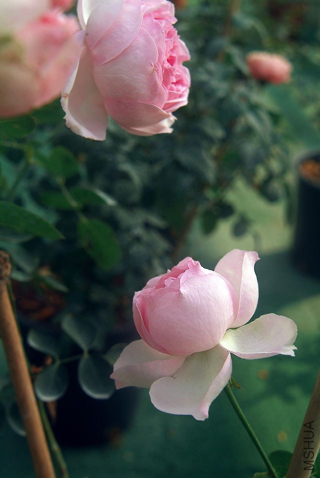 DSCF0750.jpg
