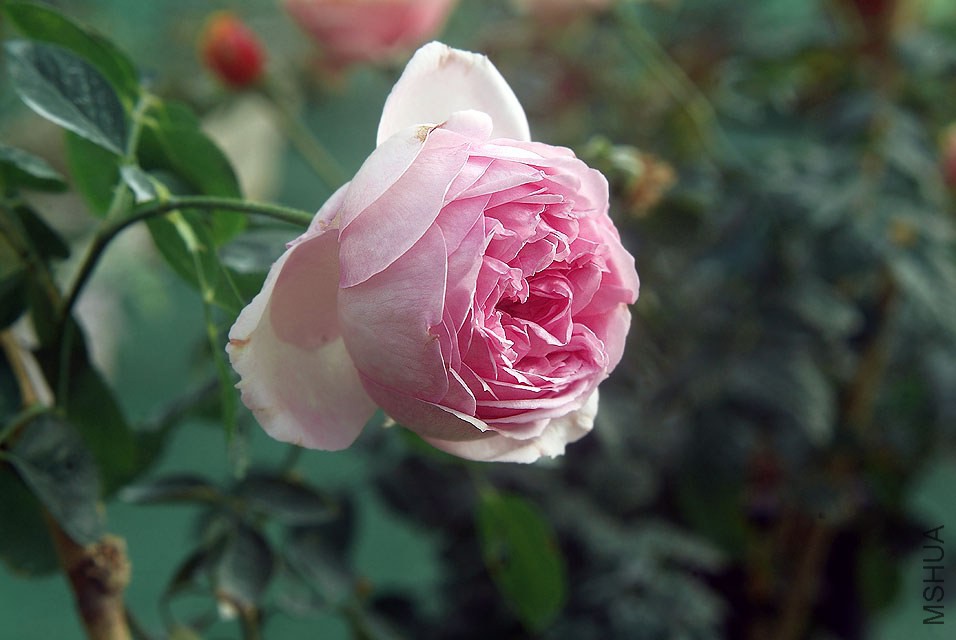 DSCF0734.jpg
