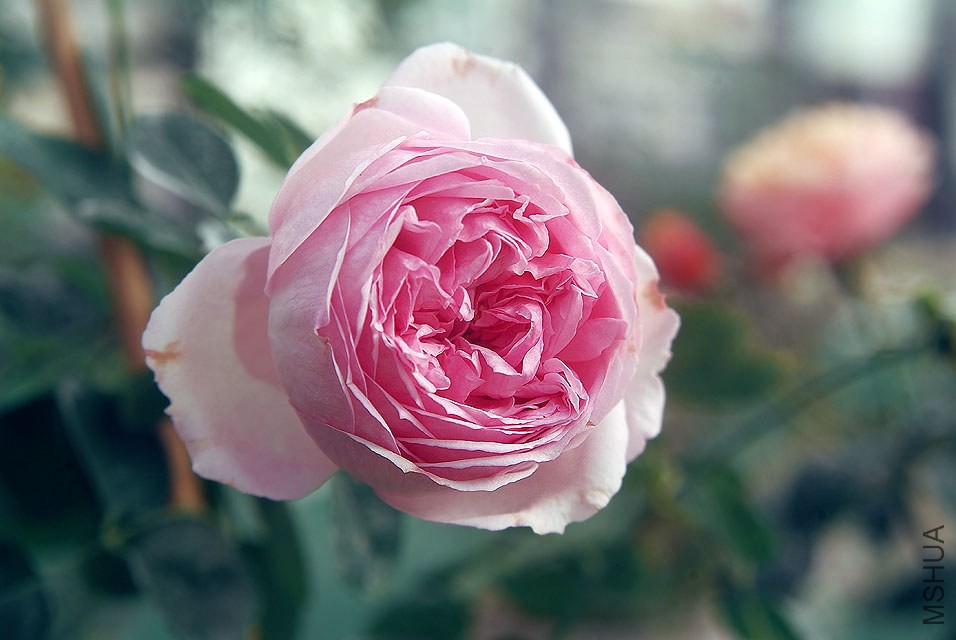 DSCF0736.jpg