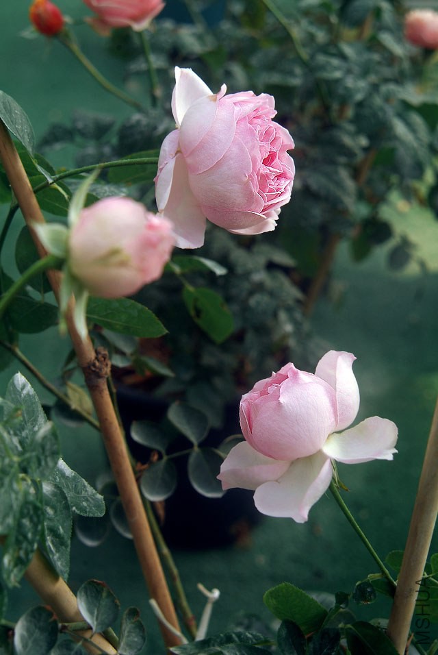 DSCF0743.jpg