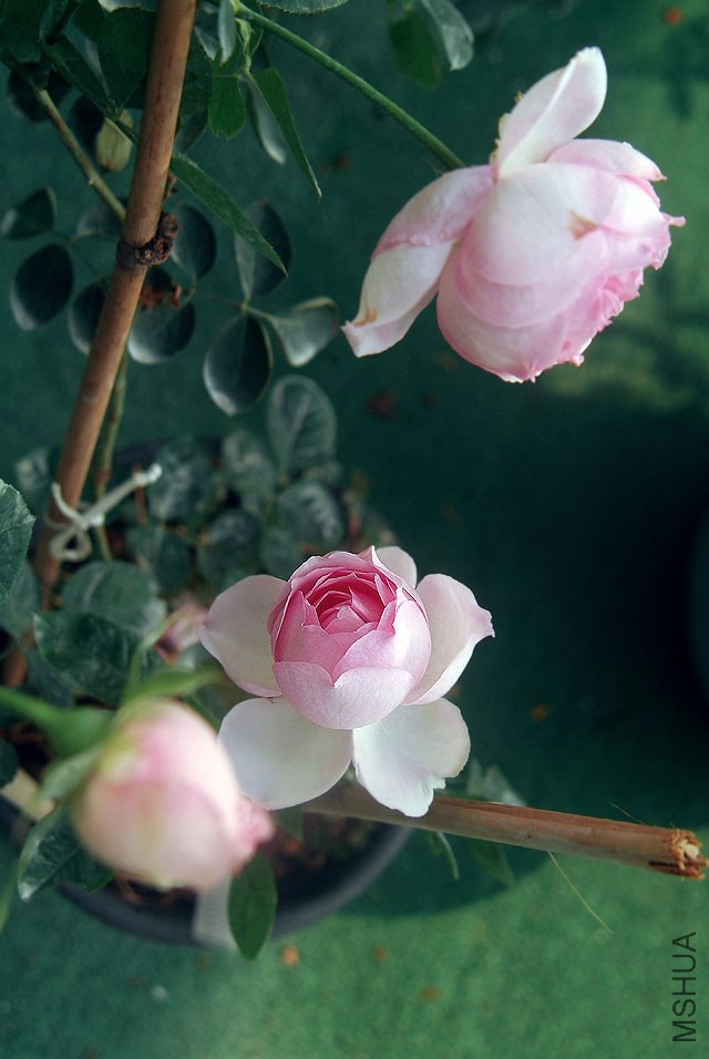 DSCF0745.jpg