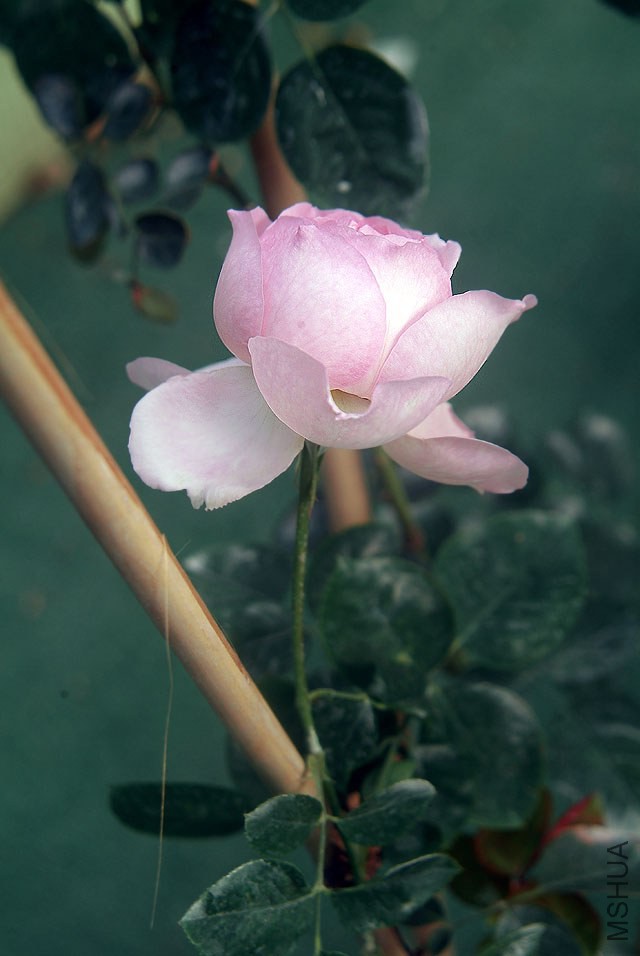 DSCF0767.jpg