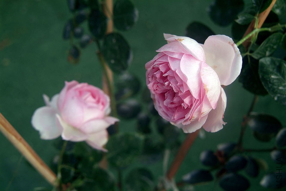 DSCF0763.jpg