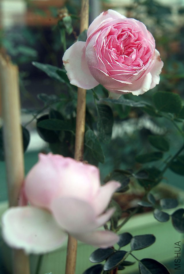 DSCF0756.jpg