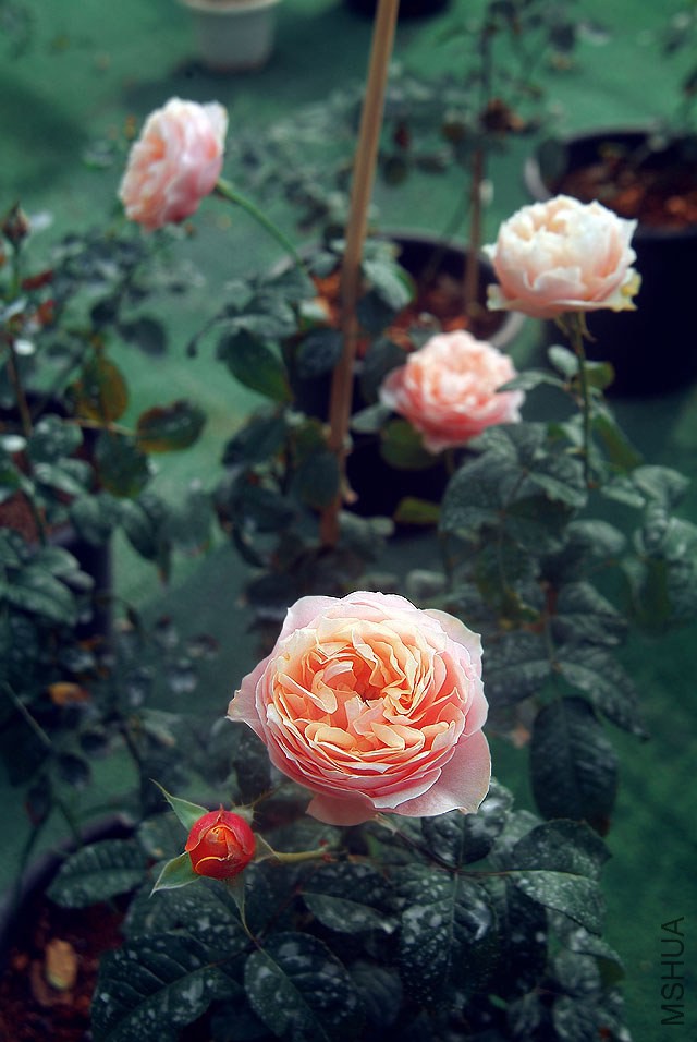 DSCF0770.jpg