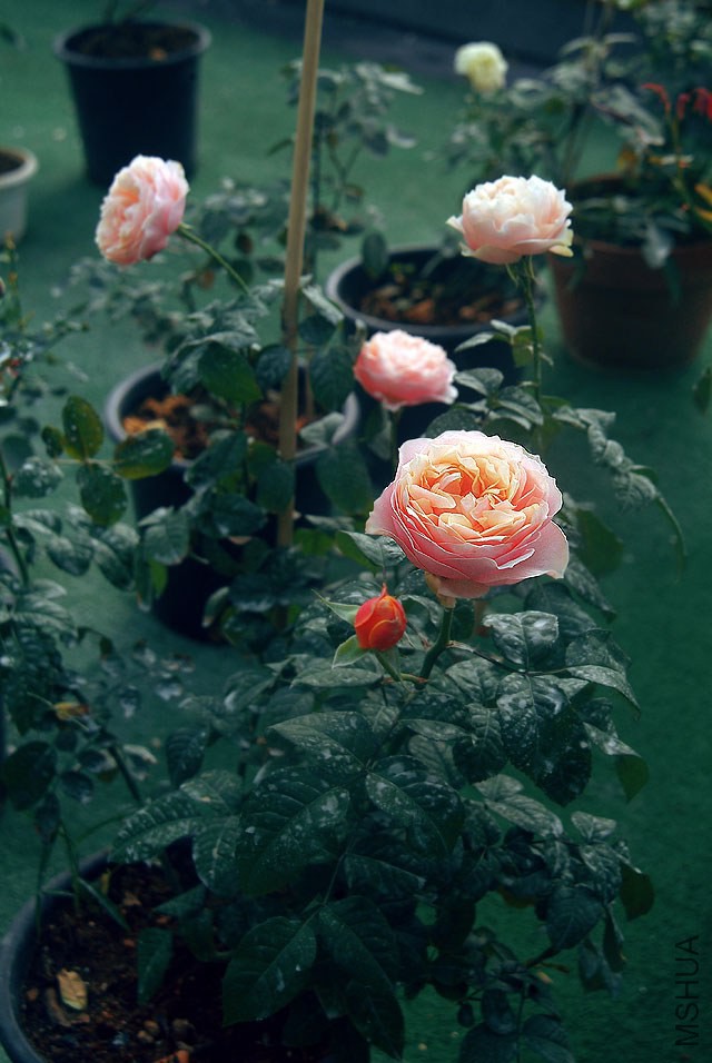 DSCF055774.jpg