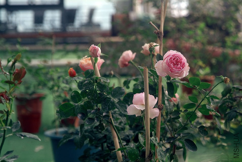 DSCF0825.jpg