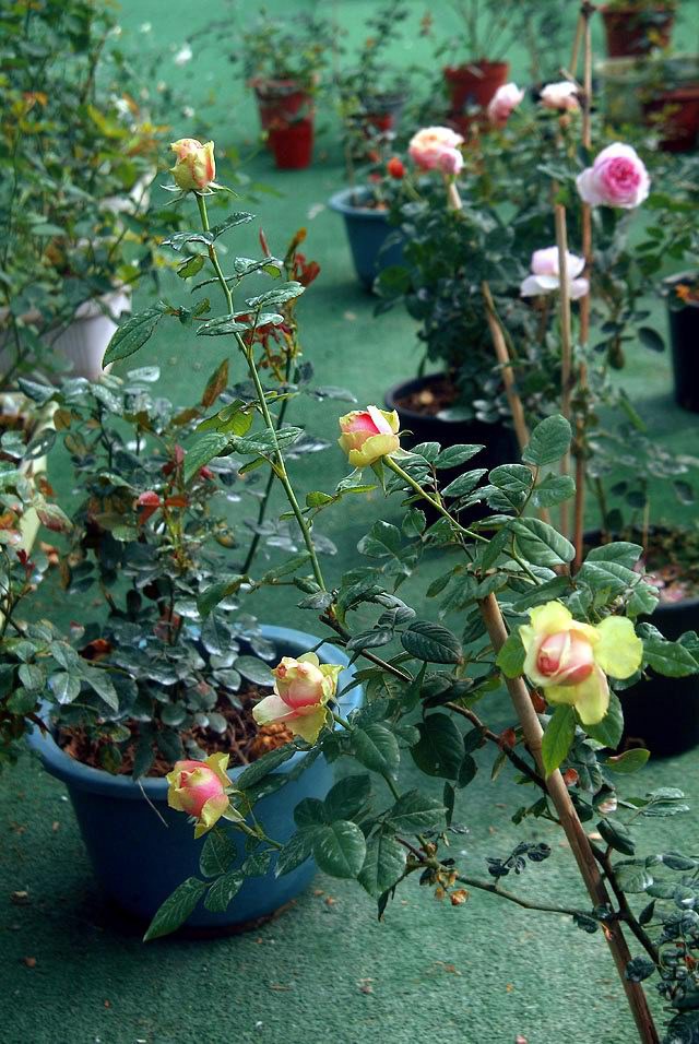 DSCF0829.jpg