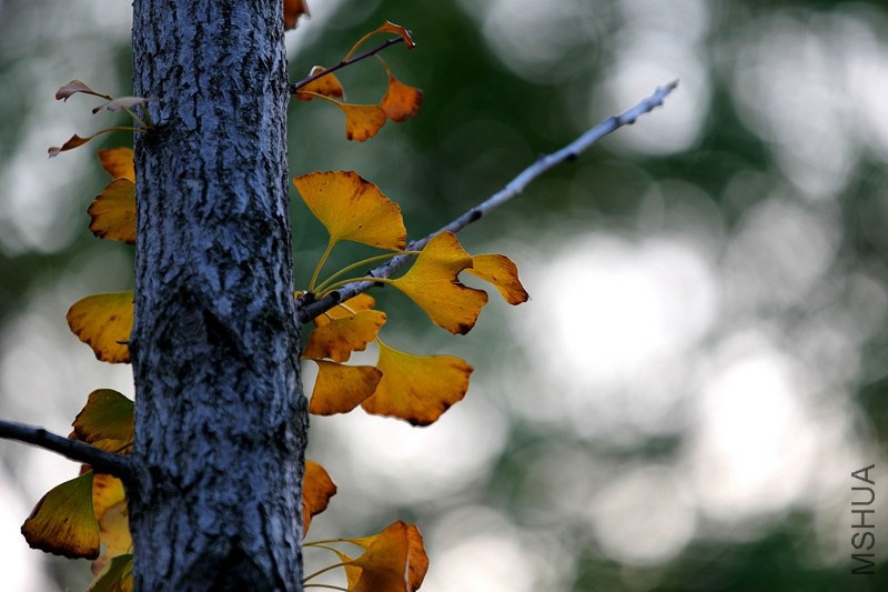 psbe (1)_����.jpg