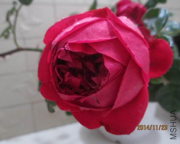 IMG_9939.JPG
