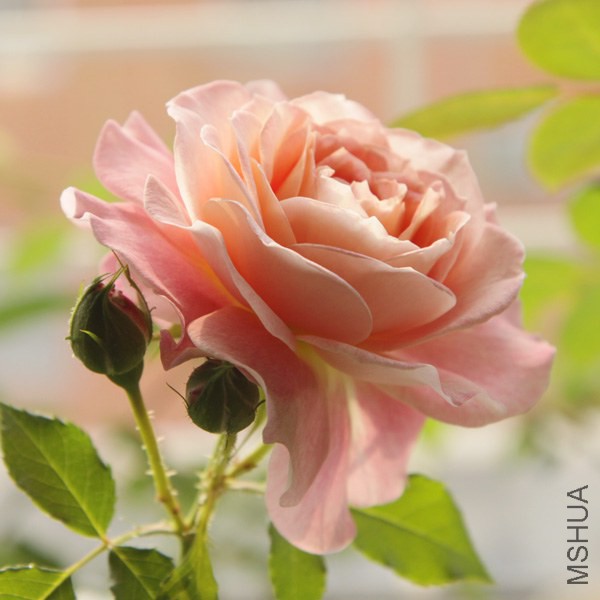 IMG_8811'.jpg