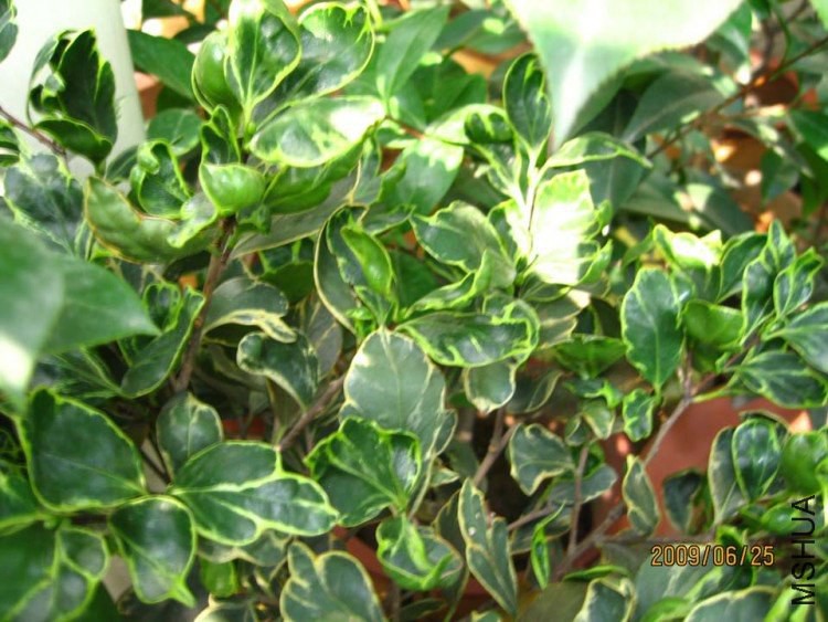 ��߿��� 09-6-25.jpg