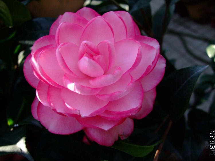 ţ�������� 09-10-31f (4).jpg