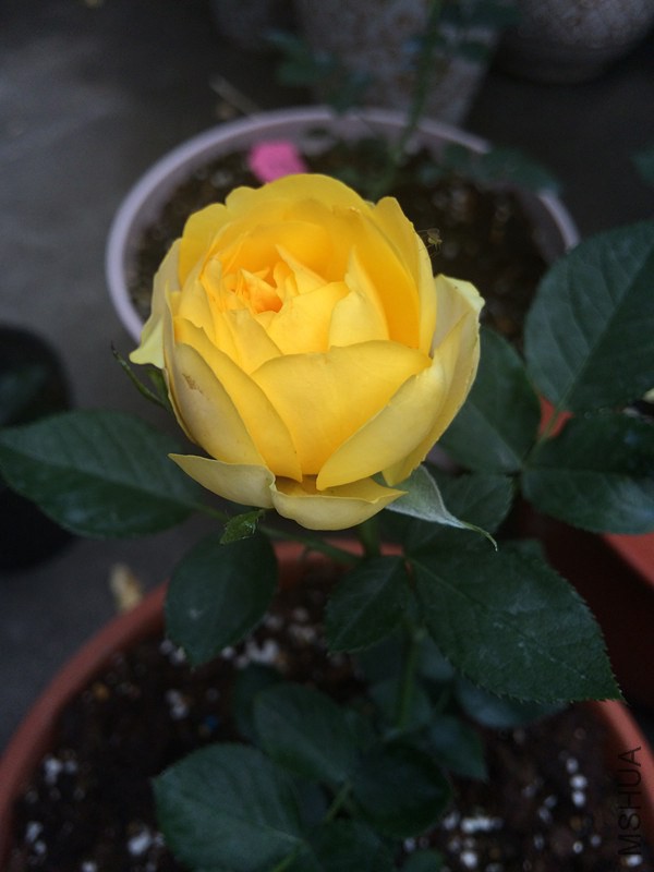 �ҵ���Ƭ 265_����.jpg
