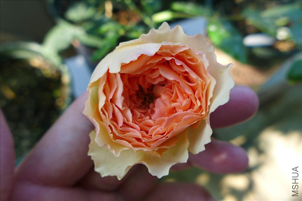 P1080001.JPG