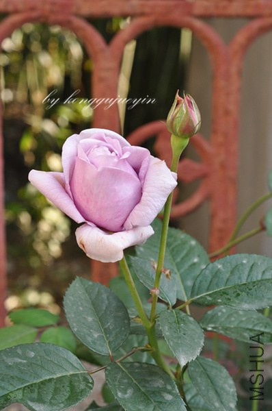 DSC_3083_����.jpg
