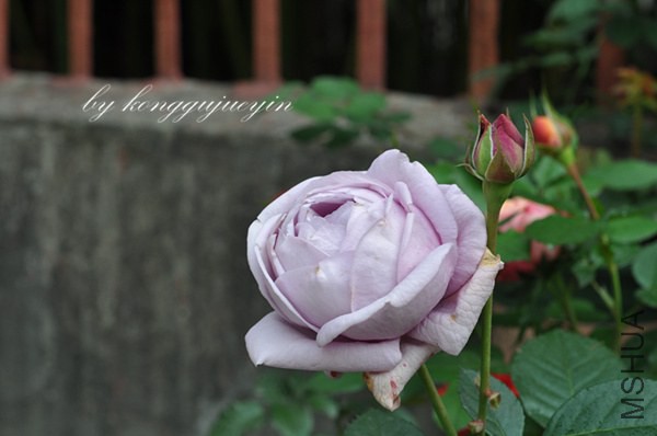 DSC_3131_����.jpg