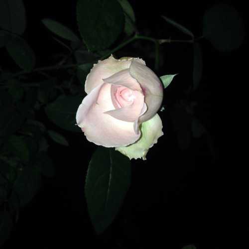 image.jpg
