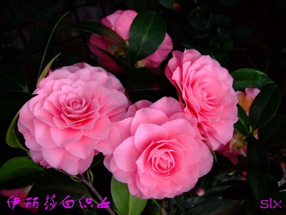 ����ɯ��֯Ů11-3-22f (2).jpg