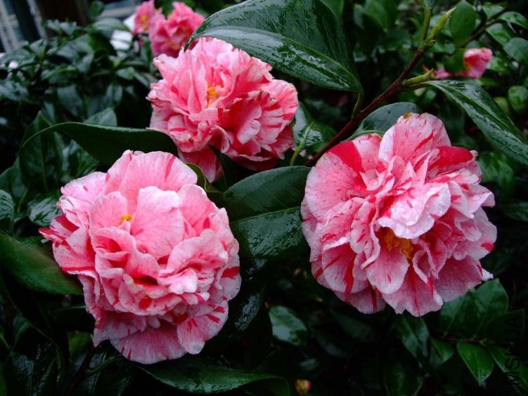 ������ 2012-3-30f 055.jpg