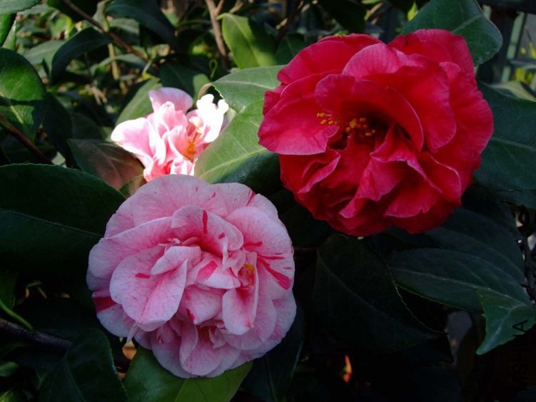 ������ 2012-4-6f 018.jpg