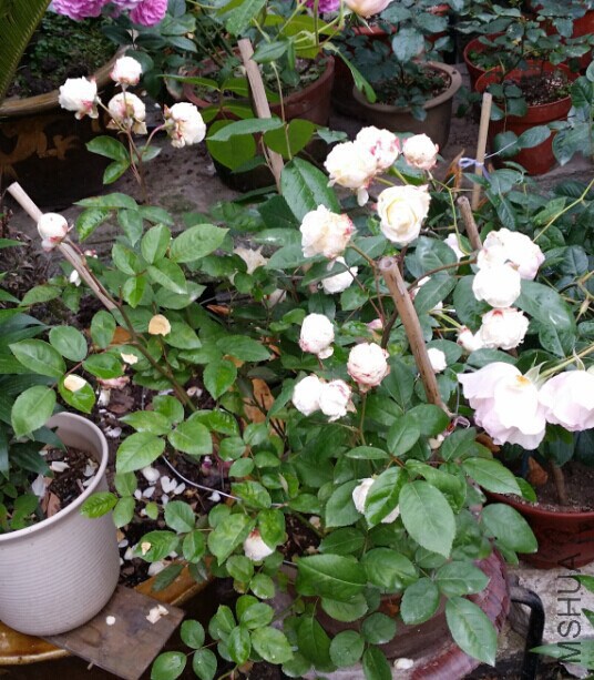 QQͼƬ20141105092348.jpg