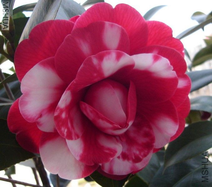 ����˹���� (1).jpg