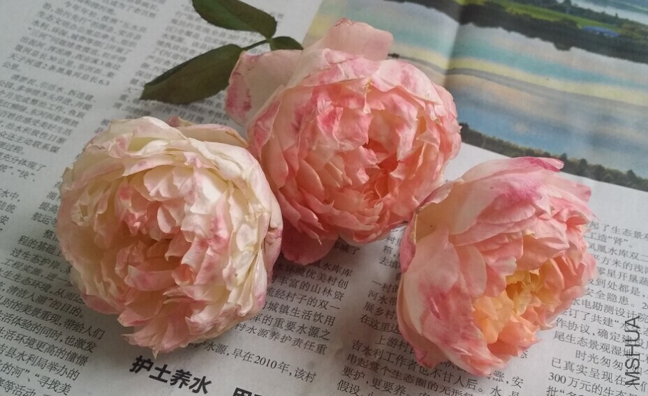 QQͼƬ20141126154033.jpg