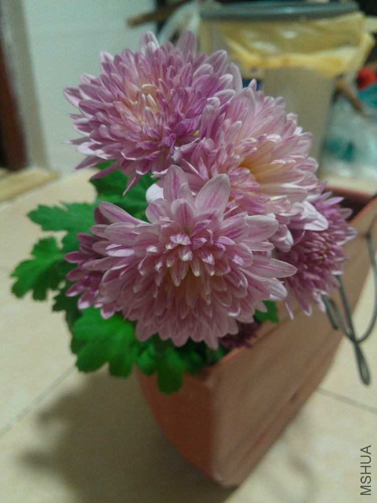 ������С WP_001644.jpg