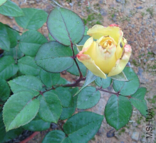 QQͼƬ20141127214919.jpg